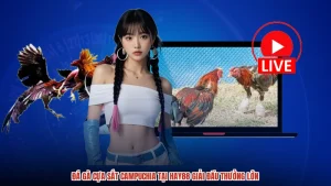 Đá Gà Cựa Sắt Campuchia Tại HAY88 Giải Đấu Thưởng Lớn