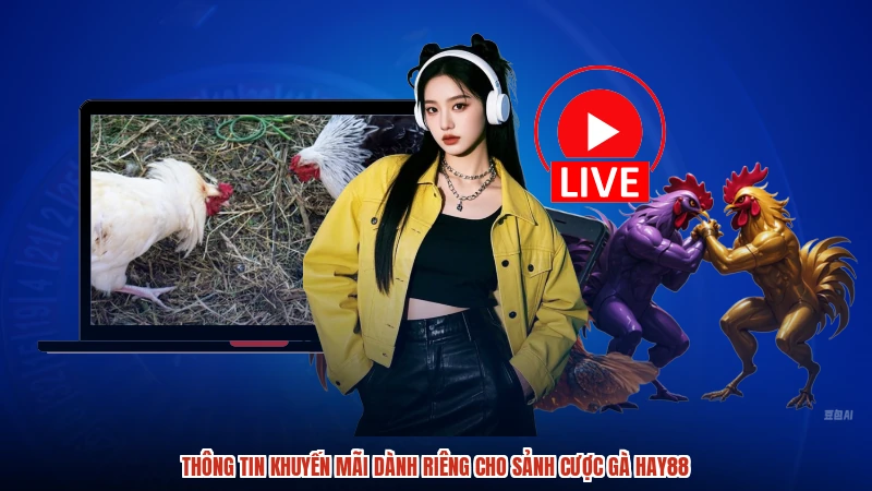 Thông tin khuyến mãi dành riêng cho sảnh cược gà HAY88