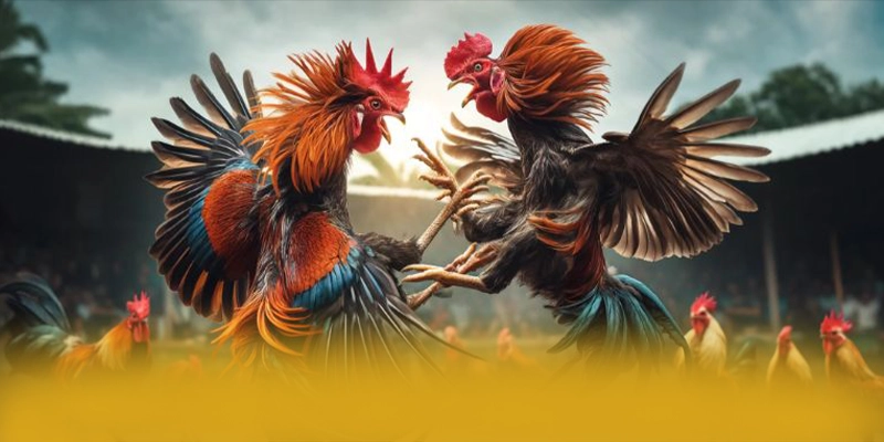 Đánh giá từ thành viên đã trải nghiệm về BET88