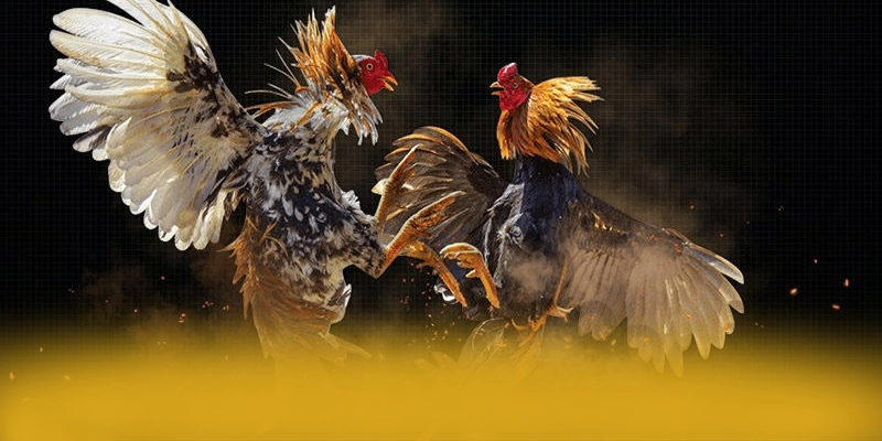 W88 - Đánh giá tổng thể một cách tổng quan. W88 - Đánh giá tổng thể một cách tổng quan.