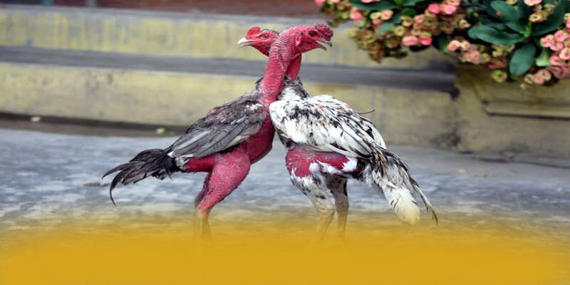 GOOD88 - Cổng game tốc độ cao trên thị trường
